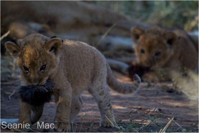 lion cubs2