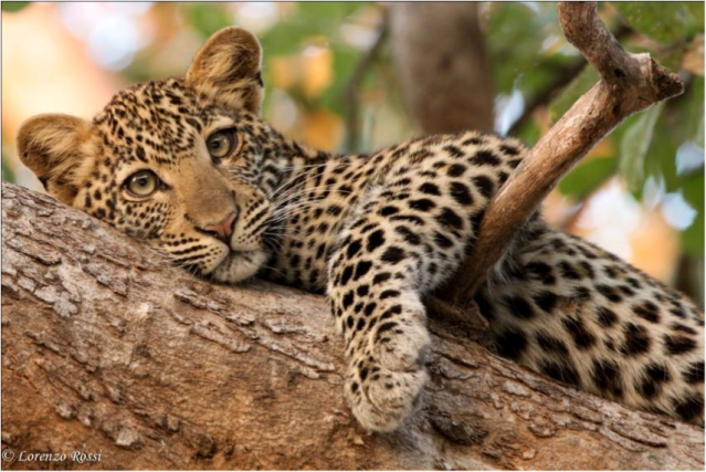 young leopard